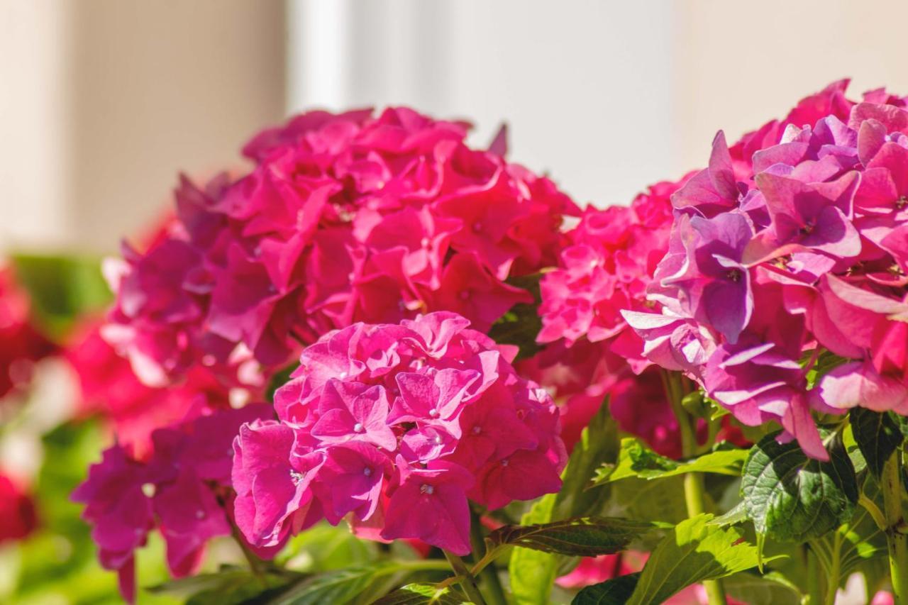 Hortensia Buje Εξωτερικό φωτογραφία