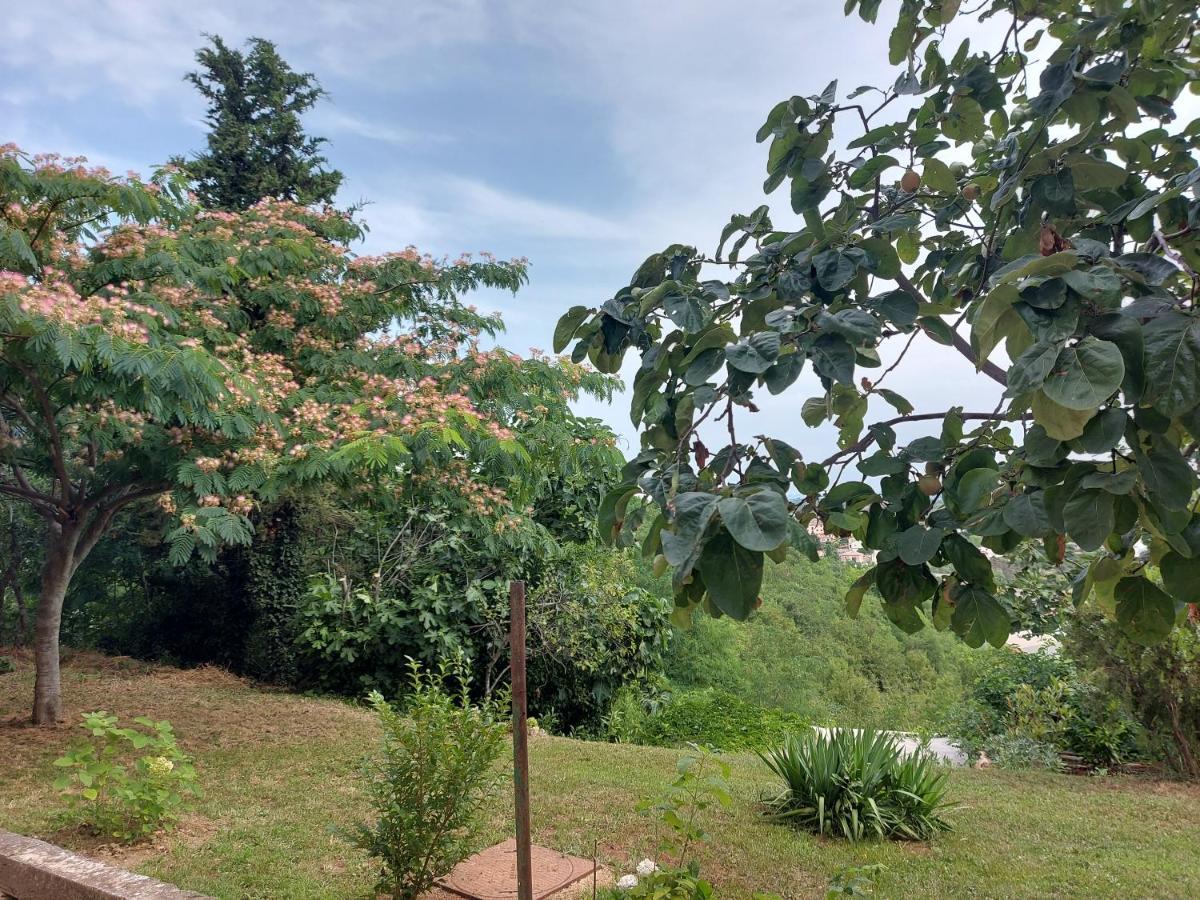 Hortensia Buje Εξωτερικό φωτογραφία